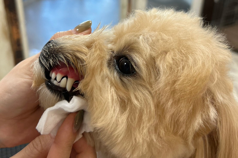 小型犬の歯垢・歯石の掃除の様子