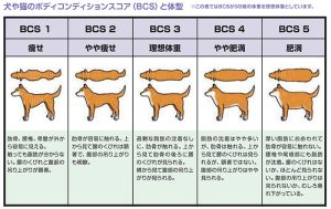 ボディ・コンディション・スコア