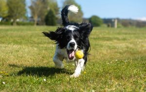 犬のボール遊び