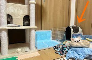 猫もクレートに慣れさせておこう