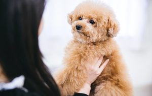 犬に声をかけることの大切さ