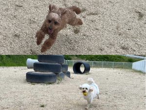 ドッグランではしゃぐ愛犬