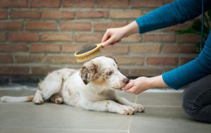 皮膚の弱い犬は優しくブラッシング