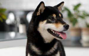 柴犬はブラッシングを毎日の習慣にしよう