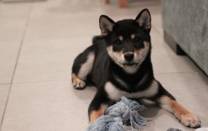 柴犬のブラッシングは小さい頃から道具に慣らしておくのも必要です