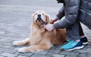 犬のブラッシングは愛犬のために必要不可欠