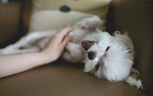 愛犬の変化にいち早く気づくためにもブラッシングを習慣にすることをおすすめします