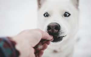 ブラッシングが終わったらおやつをあげたり褒めたりしてあげましょう