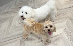 ストレスを減らし、社会性を育む「犬の幼稚園」
