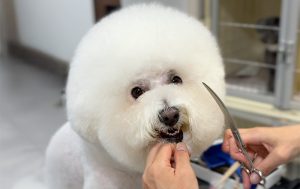 トリミングを「楽しい時間」へ
