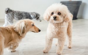 犬に慣れない