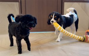 犬の幼稚園