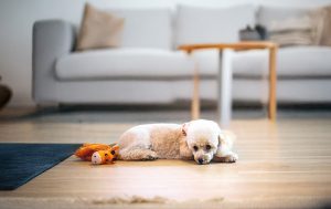 一人でお留守番をする犬