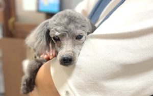 カット後にリラックスした表情を見せる老犬（フェリーチェ ラビータ店）