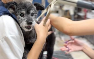 トリマーが協力して老犬の体を支えながらケアする風景（ペットサロン フェリーチェ ラビータ店）