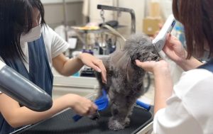 高齢犬のトリミング中、スタッフ二人が息を合わせて施術する様子（フェリーチェ ラビータ店）