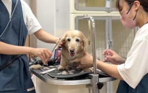 老犬の負担を減らすため短時間で仕上げる二人体制トリミング（ペットサロン フェリーチェ 岡山）