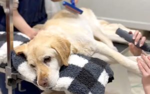 シニア犬がリラックスできるよう見守りながら行う短時間トリミング（フェリーチェ ラビータ店）