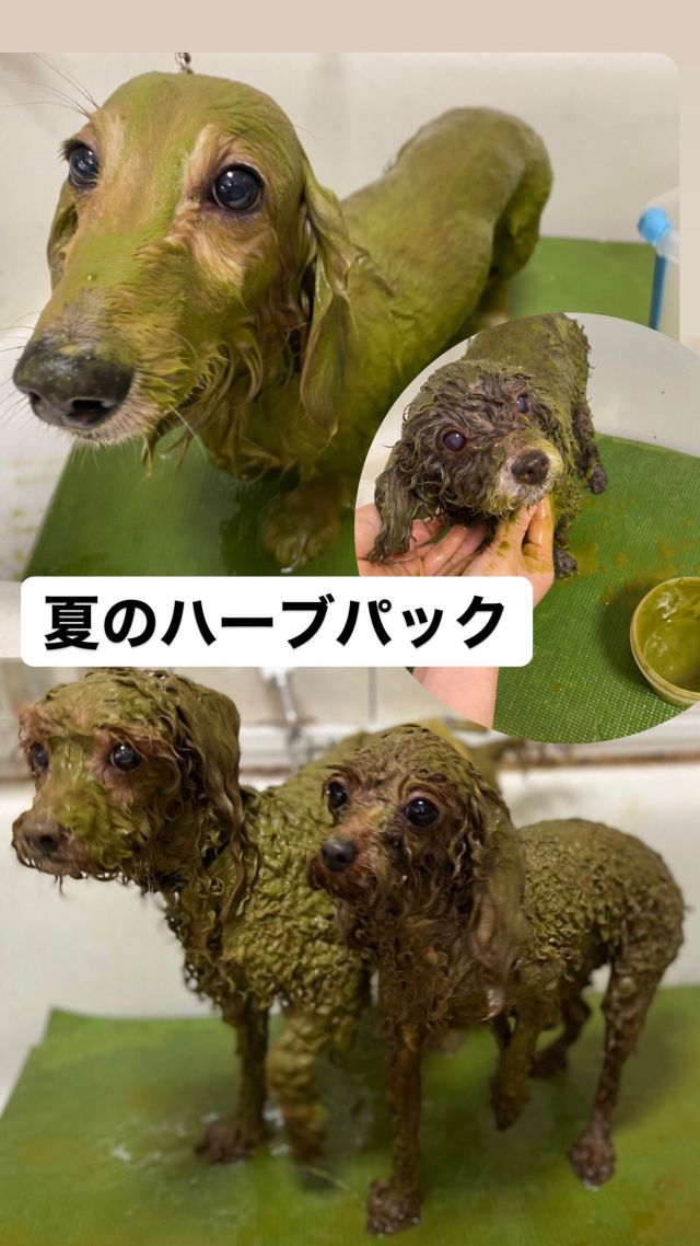 保湿が必要な冬のハーブパックはもはや定番ですが、夏でも皮膚・被毛は紫外線、乾燥、湿気でベタベタ、などダメージを受けやすいです☀️🐕💨
一回でも効果を感じやすいパックですので是非試してみてくださいね♪♪

@herbpackjpn 

#岡山県 #岡山市南区#岡山市北区
#岡山トリミング
#ペットサロンフェリーチェ
#patsalonfelice
#岡山トリミングサロン#岡山トリミング
#トリミングサロン
#ドックサロン
#岡山ペットホテル
#ペットホテル #猫ホテル
#岡山トリマー #トリマー
#シニア犬 #シニアドッグ
#老犬介護#岡山犬民
#犬のいる生活 
#ペットサロンフェリーチェ福浜店
#ペットサロンフェリーチェ今店
#岡山市北区#下中野#今#東古松#西古松#北長瀬#大元#問屋町
#ハーブパック