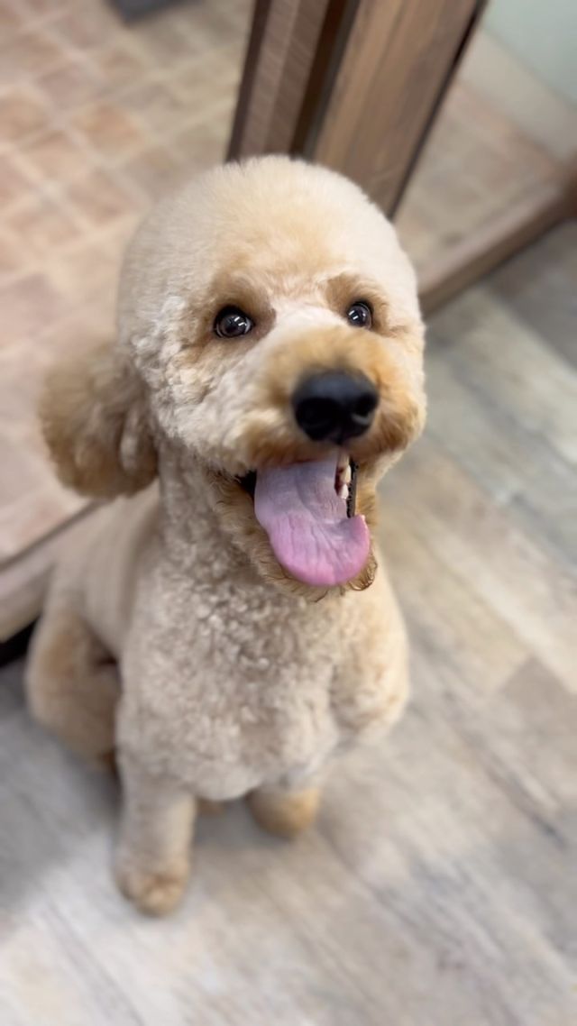 大型犬🐕大歓迎です♡

#岡山県#岡山市#岡山市北区#下中野#西古松#上中野#北長瀬#大元#問屋町岡山市南区#岡山市中区
#ペットサロンフェリーチェ
#petsalonfelice
#岡山トリミングサロン
#岡山犬 
#岡山トリマー#岡山トリミング
#岡山シニア犬#シニアドッグ
#シニアトリミング#岡山シニアトリミング
#ペットホテル