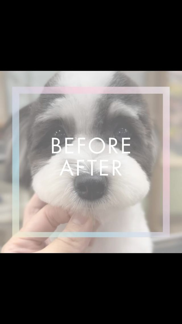 Before After✂️

#岡山県#岡山市#岡山市北区#下中野#西古松#上中野#北長瀬#大元#問屋町岡山市南区#岡山市中区
#ペットサロンフェリーチェ
#petsalonfelice
#岡山トリミングサロン
#岡山犬 
#岡山トリマー#岡山トリミング
#岡山シニア犬#シニアドッグ
#シニアトリミング#岡山シニアトリミング
#ペットホテル