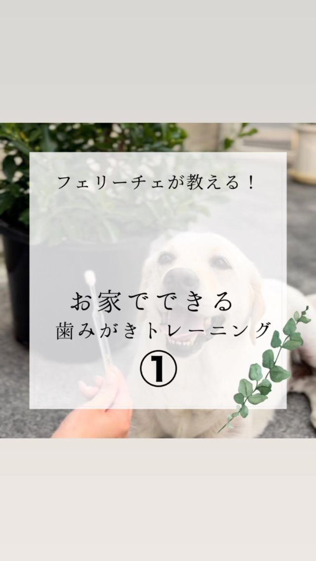 お家できる歯磨きトレーニング🐶🪥

#岡山県#岡山市#岡山市北区#下中野#西古松#上中野#北長瀬#大元#問屋町岡山市南区#岡山市中区
#ペットサロンフェリーチェ
#petsalonfelice
#岡山トリミングサロン 
#岡山犬 
#岡山トリマー#岡山トリミング
#岡山シニア犬#シニアドッグ
#シニアトリミング#岡山シニアトリミング
#ペットホテル