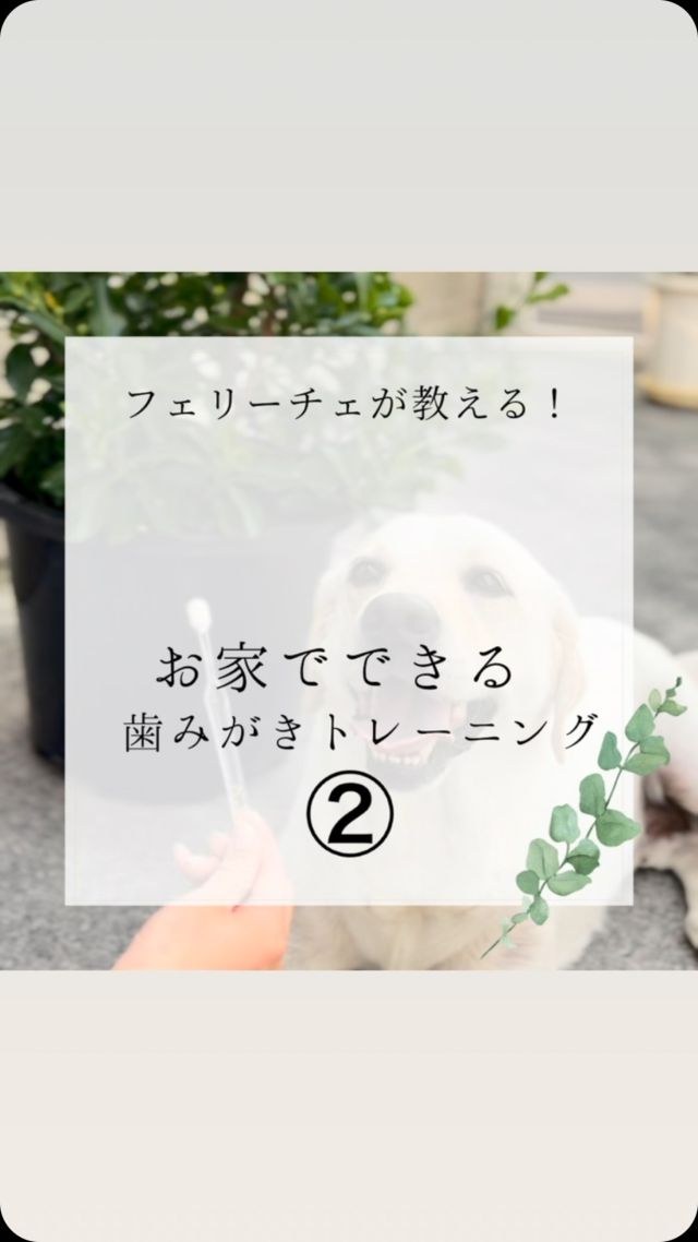 お家できる歯磨きトレーニング②🐶🪥

#岡山県#岡山市#岡山市北区#下中野#西古松#上中野#北長瀬#大元#問屋町岡山市南区#岡山市中区
#ペットサロンフェリーチェ
#petsalonfelice
#岡山トリミングサロン 
#岡山犬 
#岡山トリマー#岡山トリミング
#岡山シニア犬#シニアドッグ
#シニアトリミング#岡山シニアトリミング
#ペットホテル