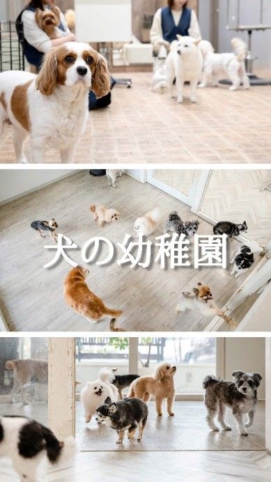 🐶
犬の幼稚園は営業時間内（10:00〜19:00）であればフリータイムで利用でき、当日予約もOK！

ワクチン接種が済んだパピーの子から、介助が必要なシニア犬までお預かりしており、もちろん犬種は問いません

幼稚園ではノーリードで自由に歩き回れて、相性がいい子たちはずっと追いかけあったりワンプロしたりと楽しそう！

先日も「すぐ怒っちゃうんですけど・・・」とお悩みの飼い主が預けに来られましたが、いざ幼稚園が始まるとお友達に優しく、距離感も程よく取りながらみんなと一緒に過ごせていたのでそのことを報告すると「えーー！！」っと本当にびっくりされていました

飼い主様と少し離れる時間があると、愛犬の新たな一面も発見できるかもしれませんね♪

幼稚園は1回3,080円（税込）、回数券＜10回＞27,720円（税込）です

#岡山トリミング 
#シニアトリミング 
#いぬのようちえん 
#ペットホテル 
#ペットサロンフェリーチェ