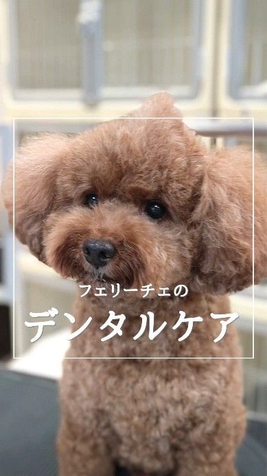 🐶
皆さんは愛犬の歯みがきをしていますか？

歯みがきを怠ってしまうと歯垢が蓄積して歯石となり、歯石を放置していると歯周病が進行して歯が抜け落ちてしまうこともあります。

さらに、口臭の悪化や歯周病菌が体内に侵入して感染や炎症を引き起こしてしまうリスクも！

フェリーチェのデンタルケアは歯の汚れを落とすだけでなく、歯石予防や除菌を行った後、歯周病の最も大きな要因といわれる「グラエ菌」を抑えるオーラルリキッドや口内の悪玉菌を減らす乳酸菌を使用し、口内環境を正常に整えていきます。

お口の中を一番良い状態で保ち、さらにその状態をキープし続けることはとっても大切！

乳歯が生え変わる１歳前後からは本格的にデンタルケアを始めましょう♪

#岡山トリミング 
#シニアトリミング 
#ペットホテル 
#犬のはみがき 
#ペットサロンフェリーチェ