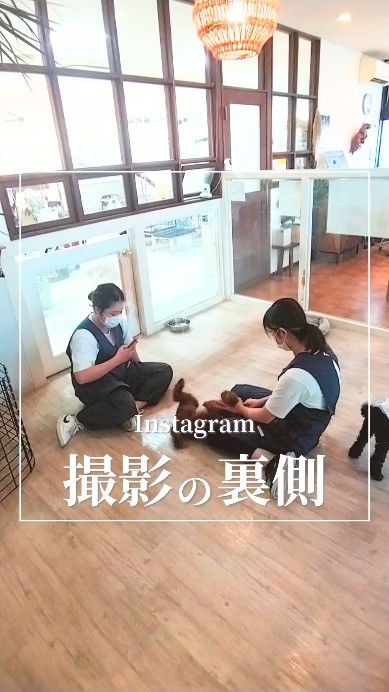 🐶
先日ストーリーに載せた動画を再投稿します

インスタの撮影は、できるだけワンちゃんたちの良い表情が撮れるようスタッフ一同頑張っています！

#岡山トリミング 
#シニアトリミング 
#ペットホテル 
#犬の幼稚園 
#ペットサロンフェリーチェ