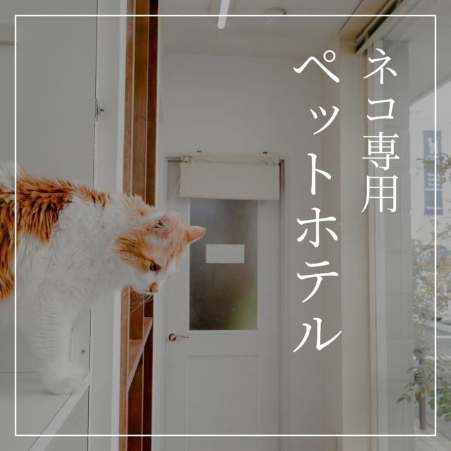 ペットサロン フェリーチェの福浜店にはワンちゃんのホテルだけでなく、猫ちゃん専用のホテルも完備しています。

猫ちゃん専用のお部屋は大きな窓に面しているので自然光がたっぷり降り注ぎます。

お部屋は3段になっており、上段でくつろぐ猫ちゃんも多いです。最初は緊張している子も、スタッフが前の通路を通ると「ニャーン♪」とあいさつをしに上から降りてきてくれるので、思わず柵越しに遊んだり撫でたりしてスタッフも癒されています。また、お部屋は2匹同室のお泊りも可能なので、多頭飼いの方もぜひご利用ください（料金は頭数分となります）。

完全個室のリラックスルームとスイートルームは猫ちゃんのみの利用も可能です。どちらも専用の冷暖房完備のため、温度変化に敏感な猫ちゃんはこちらのお部屋もおすすめです。

どちらのお部屋もワンちゃんとの同室が可能。ネコちゃんとワンちゃんを飼っているけど、バラバラで預けるのは大変というときにも便利です（料金は頭数分となります）。

お部屋にはいずれもトイレが付いているので持ち物は基本的にお食事だけで大丈夫ですが、お気に入りのおもちゃやタオル、ベッドなどを持ち込んでいただいても構いません。

年末年始は満室になることが予想されますので、ご利用予定の方はお早めにご予約ください。

※猫ホテルを完備しているのは福浜店のみとなりますのでご注意ください！

詳しくはHPをご覧ください
HP▶︎@petsalon_felice 
———————————
https://felice-pet.jp/
———————————

#ペットサロンフェリーチェ
#岡山トリミング
#シニアトリミング
#ペットホテル
#ネコホテル