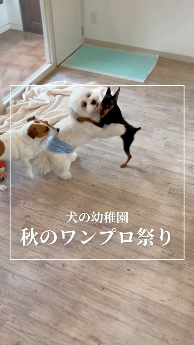 🐶
ペットサロン フェリーチェの #犬の幼稚園 は、ノーリードのストレスフリーな環境で遊んだりお昼寝したりとその子にあった1日を過ごせます。

ここで日常的に開催されているのがワンちゃんたちのワンプロ祭り！

気の合う子がいると、1日中じゃれあっているので本当に楽しそう😆
これだけ遊んじゃうと夜はお家でぐっすり眠れるハズ！
元気が有り余っている若いワンちゃんたちには特におすすめです。

そうかと思えば、ワンちゃんより人が好きな子はトリマーの足元でのんびり過ごしていたり、自分のペースを持っている子は付かず離れずでたまにほかの子にご挨拶しながらコミュニケーション取ったりと、性格によって過ごし方は十犬十色🐶

#犬の幼稚園 はパピーちゃんからシニアちゃんまでお預かり可能で当日予約もOK！

「お留守番が長くなりそうだなぁ」と思ったら、ぜひフェリーチェの　#犬の幼稚園 をご利用ください✨

･･─･･─･･─･･─･･─･･─･･─･･

ペットサロン フェリーチェのこだわりは〝年齢制限のないサロン〟
ワンちゃんやネコちゃんが飼い主様と1日でも長く過ごせるように、幼い頃から高齢になる時まで通い続けられるサロンメニューと設備をご用意しています。

詳しくはHPをご覧ください
HP▶︎@petsalon_felice
———————————
https://felice-pet.jp/
———————————

#ペットサロンフェリーチェ 
#岡山トリミング 
#シニアトリミング 
#ペットホテル 
#犬の幼稚園