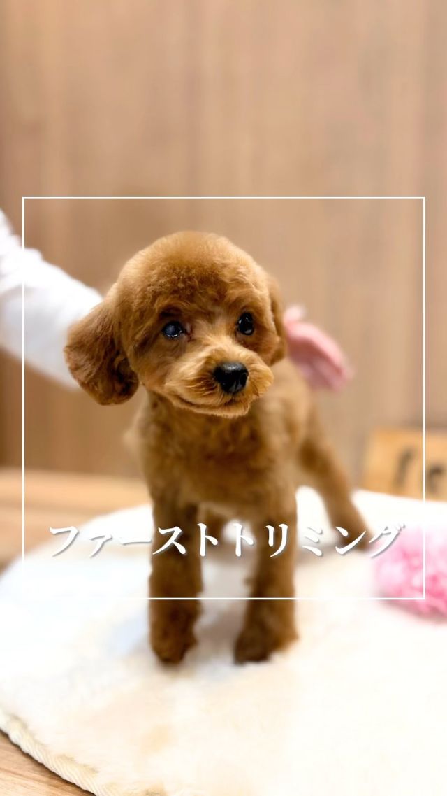 🐕
岡山市のトリミングサロン・ペットホテルのフェリーチェです！

当店のお問い合わせで多いのが「子犬はいつ頃からトリミングできますか？」というもの。

パピーのワンちゃんは混合ワクチンや狂犬病の注射が終わった頃がファーストトリミングのタイミング！　生後３〜６ヶ月ごろがその時期です。

でも、初めてのトリミングはワンちゃんにとっても不安だらけ😭
ここで無理をさせてしまうと「トリミングサロンは怖いところ」「シャンプーやカットはすごく嫌なもの」というトラウマができてしまいます。

こうしたトラウマができてしまうと、今後のお家ケアがとても大変になってしまうので、トリミングサロン選びはそのサロンの特徴や子犬トリミングの対応などを事前に調べておくことをおすすめします。

岡山市のペットサロン フェリーチェでは、初めてのトリミングが楽しいものだと思ってもらえるよう

・普段より長い時間お預かりして、休憩を挟みながら進める
・苦手なことがあれば無理強いをしない
・頑張ったことをしっかり褒めながら進める

など、子犬ちゃんが少しでもリラックスできるよう些細なことであっても気を付けながらトリミングしていきます。

また、当店のトリマーはベテランスタッフが多いため、犬が一般的に嫌がる行為を「嫌と感じさせないテクニック」で進めていくこともできます。

実際に来店されているお客様の中にも、「お家ではガルガル言って触らせてくれないんです」と連れてこられましたが、お迎えの時に「とってもいい子でしたよ」とお伝えすると大変驚かれる方もいらっしゃいます。

お店によって特徴はさまざまなので、ぜひ安心できるサロンを選んでみてくださいね✨

･･─･･─･･─･･─･･─･･─･･─･･

ペットサロン フェリーチェのこだわりは〝年齢制限のないサロン〟
ワンちゃんやネコちゃんが飼い主様と1日でも長く過ごせるように、
幼い頃から高齢になる時まで通い続けられるサロンメニューと設備をご用意しています。

詳しくはHPをご覧ください
HP▶︎@petsalonfelice_lavita
———————————
https://felice-pet.jp/
———————————

#ペットサロンフェリーチェ 
#岡山トリミング 
#シニアトリミング 
#ペットホテル 
#犬の幼稚園