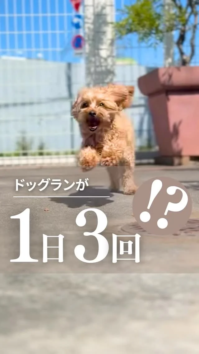 🐶
＼ ワンちゃんにとっても、うれしいホテル体験🐾 ／ 
実はフェリーチェのペットホテル… 
朝・昼・夕の1日3回ドッグラン付きなんです✨

「預けるのが心配…」 「外でしか排泄しないんだけど大丈夫かな…」

という飼い主様もご安心ください☺️

🐕 のびのび遊べるドッグラン 🛏️ 清潔で落ち着くお部屋 👩‍⚕️ やさしいスタッフの見守り

いつものように過ごせる
【第2のおうち】のようなペットホテルなので
「ペットホテル＝イヤな場所」になりません。

ワンちゃんにやさしいホテルステイなら
ペットサロン フェリーチェで♪

📌初めてお泊まりするワンちゃんには
「ホテルの練習セット」4,400円（税込）を
おすすめしています。
詳しくはスタッフまでお尋ねください。

･･─･･─･･─･･─･･─･･─･･─･･

ペットサロン フェリーチェのこだわりは
〝年齢制限のないサロン〟

ワンちゃんやネコちゃんが
飼い主様と1日でも長く過ごせるように

幼い頃から高齢になる時まで通い続けられる
サロンメニューと設備をご用意しています。

詳しくはプロフィール欄のリンクから
HPをご覧ください
▶︎ @petsalon_felice

･･─･･─･･─･･─･･─･･─･･─･･

最期の時まで寄り添いたい
一生通えるトリミングサロン

ペットサロン フェリーチェ
📍岡山県岡山市南区福浜町2-2
📲086-902-5560
🕐10:00～19:00／年中無休

#ペットサロンフェリーチェ
#岡山トリミング
#シニア犬トリミング
#岡山ペットホテル
#犬の幼稚園