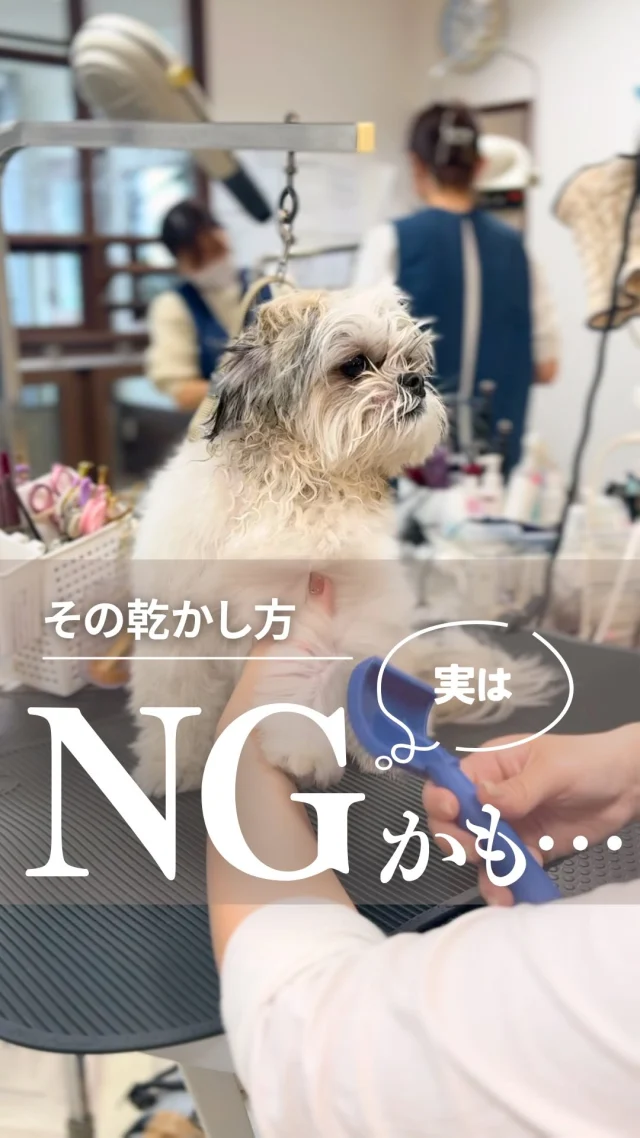 🐶
ドッグランやお散歩の後に足を洗ったり
お家でシャンプーをした後

①タオルドライや自然乾燥で終わっている
②表面が乾いたらドライヤーは即終了
③乾かすときにブラシを使っていない

この３つに当てはまる方は要注意⚠️

特に気温が高くなるこれからの季節は
自然乾燥をついついしてしまいがちです

皮膚トラブルや毛玉になると
ワンちゃんへの負担が大きくなるので
洗った後はブラシを使いながら
しっかり乾かしてあげてくださいね

時間がない方や
乾かし方に不安がある方は
1時間でシャンプーのみを行う
「シャンプーコース」をご利用ください

📌シャンプーコースは爪切りや耳掃除などは含まれません
シャンプー以外のケアもご希望の場合は
シャンプーセットコースをご利用ください

･･─･･─･･─･･─･･─･･─･･─･･

ペットサロン フェリーチェのこだわりは
〝年齢制限のないサロン〟
ワンちゃんやネコちゃんが飼い主様と
1日でも長く過ごせるように
幼い頃から高齢になる時まで通い続けられる
サロンメニューと設備をご用意しています。

詳しくはプロフィールからHPをチェック！
▶︎福浜店 @petsalon_felice 
▶︎ラビータ店 @petsalonfelice_lavita 

･･─･･─･･─･･─･･─･･─･･─･･

最期の時まで寄り添いたい
一生通えるトリミングサロン

ペットサロン フェリーチェ
📍岡山県岡山市南区福浜町2-2
📲086-902-5560
🕐10:00～19:00／年中無休

ペットサロン フェリーチェ ラビータ店
📍岡山県岡山市北区東古松495-1 
　  総合ペットショップ ラビータ東古松店内
📲086-803-2171
🕐10:00～19:00／年中無休

#犬の乾かし方
#岡山トリミング
#シニア犬トリミング
#岡山ペットホテル
#犬の幼稚園