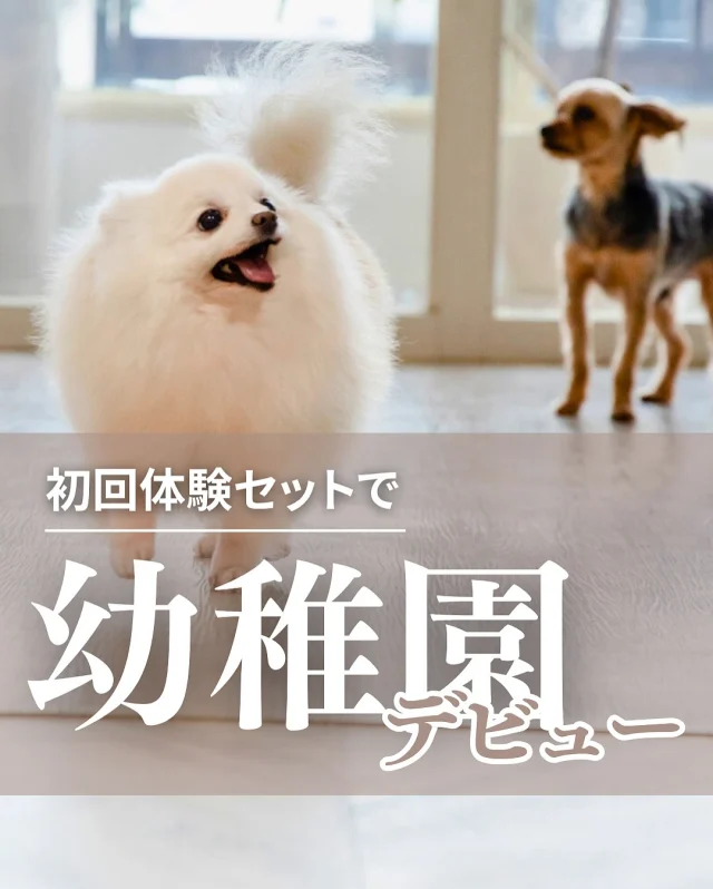 🐶
「犬の幼稚園は気になってたけどまだ利用したことがない…」
そんな飼い主様とワンちゃんに朗報です！

トリミングと同時に初めて幼稚園を利用すると
幼稚園の料金が通常2,800円→1,400円（税抜）✨
なんと半額で利用できるんです😊

＜犬の幼稚園はこんな子におすすめ＞
・お留守番が苦手な子
・ほかの子と遊ぶのが好きな子
・トリミングがちょっと苦手な子

特に「トリミングの時はいつも緊張してる」と感じる子は
遊んでリラックスした後にトリミングすることで
表情が変わるかもしれません🐾

犬の幼稚園は
📆10:00〜19:00のフリータイム制

お好きな時間にご来店
↓
お好きな時間にお迎え

時間内で自由に選べるのもポイントです。

トリミングはお迎えに合わせて終わるよう調整します✂️
ぜひこの機会に「幼稚園デビュー」をしてみませんか？

ご利用の際は、”初回体験セット”とご予約ください。
アプリ予約の場合は希望欄に”初回体験セット”とご記入ください。

ご不明点があれば、遠慮なくスタッフまで♪
たくさんの「幼稚園デビュー」をお待ちしています😆

･･─･･─･･─･･─･･─･･─･･─･･

ペットサロン フェリーチェのこだわりは
〝年齢制限のないサロン〟
ワンちゃんやネコちゃんが飼い主様と
1日でも長く過ごせるように
幼い頃から高齢になる時まで通い続けられる
サロンメニューと設備をご用意しています。

詳しくはプロフィールからHPをチェック！
▶︎福浜店 @petsalon_felice 
▶︎ラビータ店 @petsalonfelice_lavita 

･･─･･─･･─･･─･･─･･─･･─･･

最期の時まで寄り添いたい
一生通えるトリミングサロン

ペットサロン フェリーチェ
📍岡山県岡山市南区福浜町2-2
📲086-902-5560
🕐10:00～19:00／年中無休

ペットサロン フェリーチェ ラビータ店
📍岡山県岡山市北区東古松495-1
　 総合ペットショップ ラビータ東古松店内
📲086-803-2171
🕐10:00～19:00／年中無休

#犬の幼稚園
#岡山トリミング
#シニア犬トリミング
#岡山ペットホテル
#初回体験セット