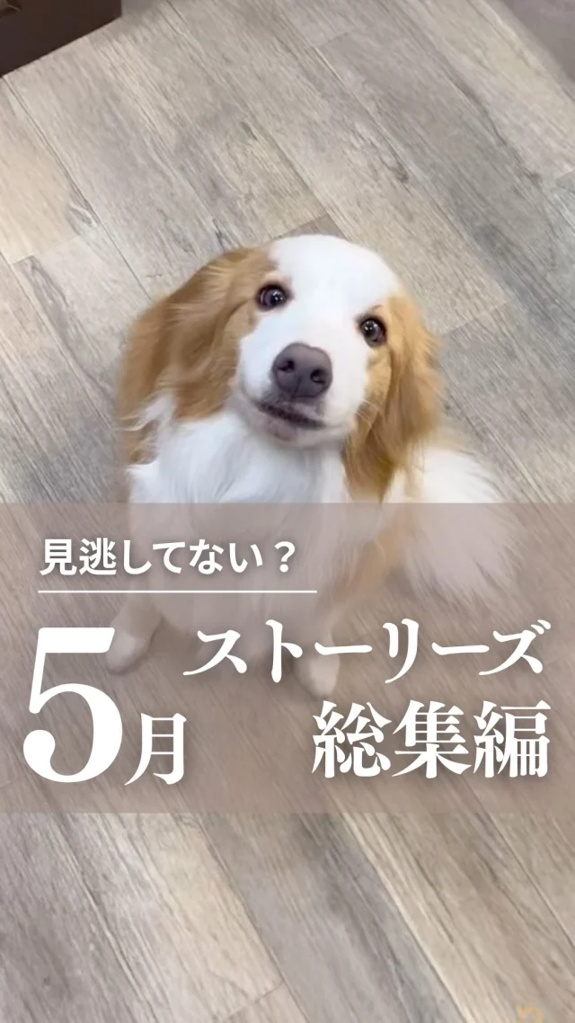 🐶
ペットサロン フェリーチェ ラビータ店です。
5月もたくさんのご来店ありがとうございました🐾

ストーリーズで紹介した
可愛いワンちゃんたちとの日々を
まとめてリールでお届けします♪

お気に入りのシーンがあったら、
ぜひコメントで教えてくださいね😊

･･─･･─･･─･･─･･─･･─･･─･･

ペットサロン フェリーチェのこだわりは
〝年齢制限のないサロン〟
ワンちゃんやネコちゃんが飼い主様と
1日でも長く過ごせるように
幼い頃から高齢になる時まで通い続けられる
サロンメニューと設備をご用意しています。

詳しくはプロフィールからHPをチェック！
▶︎福浜店 @petsalon_felice 
▶︎ラビータ店 @petsalonfelice_lavita 

･･─･･─･･─･･─･･─･･─･･─･･

最期の時まで寄り添いたい
一生通えるトリミングサロン

ペットサロン フェリーチェ
📍岡山県岡山市南区福浜町2-2
📲086-902-5560
🕐10:00～19:00／年中無休

ペットサロン フェリーチェ ラビータ店
📍岡山県岡山市北区東古松495-1
　 総合ペットショップ ラビータ東古松店内
📲086-803-2171
🕐10:00～19:00／年中無休

#犬の幼稚園
#岡山トリミング
#シニア犬トリミング
#岡山ペットホテル
#5月の思い出