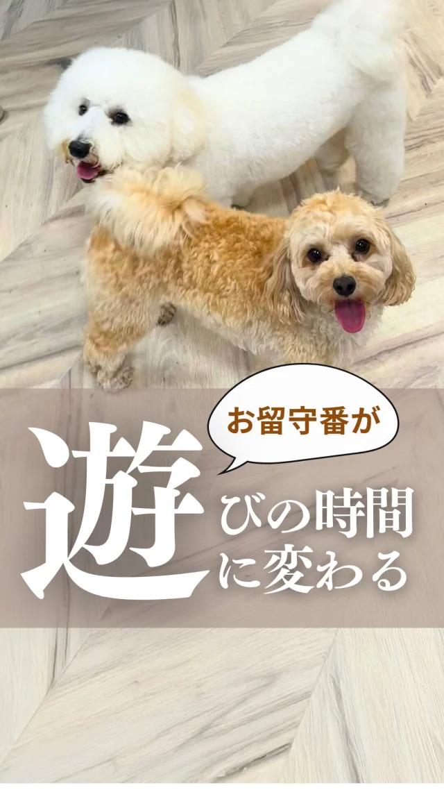 🐶
トリミングの待ち時間は
ケージの中でじっと過ごすのではなく
のびのび遊んで待ってくれたら…

そんなふうに思ったことはありませんか？

ペットサロン フェリーチェでは
スタッフと遊んだり
お友だちと触れ合ったりしながら
自由に過ごせる「犬の幼稚園」があります。

愛犬が楽しく過ごしてくれている間は
飼い主様も自分の時間を
大切にしてもらえたら嬉しいです✨

はじめての方は《初回体験セット》で
気軽にご利用いただけます◎

ご不明な点がありましたら
気軽にお問い合わせください♪

･･─･･─･･─･･─･･─･･─･･─･･

ペットサロン フェリーチェのこだわりは
〝年齢制限のないサロン〟
ワンちゃんやネコちゃんが飼い主様と
1日でも長く過ごせるように
幼い頃から高齢になる時まで通い続けられる
サロンメニューと設備をご用意しています。

詳しくはプロフィールからHPをチェック！
▶︎福浜店 @petsalon_felice 
▶︎ラビータ店 @petsalonfelice_lavita 

･･─･･─･･─･･─･･─･･─･･─･･

最期の時まで寄り添いたい
一生通えるトリミングサロン

ペットサロン フェリーチェ
📍岡山県岡山市南区福浜町2-2
📲086-902-5560
🕐10:00～19:00／年中無休

ペットサロン フェリーチェ ラビータ店
📍岡山県岡山市北区東古松495-1
　 総合ペットショップ ラビータ東古松店内
📲086-803-2171
🕐10:00～19:00／年中無休

#犬の幼稚園 
#岡山トリミング 
#お留守番対策 
#安心して預けられる 
#初回体験セット 
#フェリーチェ岡山