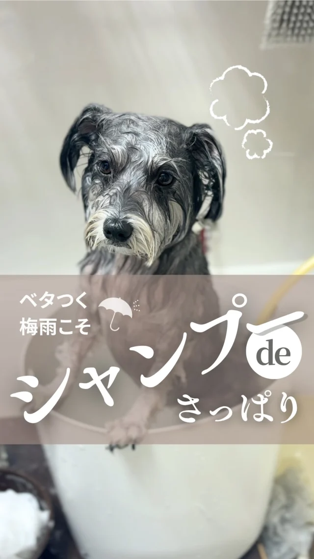 🐶
梅雨の時期
「いつもより皮膚がベタついてる気がする…」
「なんとなくニオイが気になる」
そんな小さなサインを見逃していませんか？
⁡
湿気が多い時期は皮脂や汚れがたまりやすく
かゆみ・炎症・外耳炎などの
皮膚トラブルも増えがちです。
⁡
実は、月に1回のシャンプーが
皮膚の健康を守る理想のペース。
⁡
フェリーチェのトリミングでは
仕上がりの可愛さだけじゃなく
ワンちゃんの肌の状態に合わせたケアを
大切にしています。
⁡
＼ トリミング時に選べるケアコース ／
🫧 スキンケアコース（+1,100円）
・高濃度炭酸泉温浴（福浜店）
・マイクロバブル温浴（ラビータ店）
・セラミド保湿
・薬用シャンプー使用
→ 肌が弱い子におすすめのやさしいスキンケア
⁡
🫧 スペシャルケアコース（+2,200円）
・スキンケアコースの内容すべて
　＋プレミアムシャンプー
・歯垢除去／口内除菌／乳酸菌パウダー塗布
→ 皮膚も被毛も、お口までしっかりケア
⁡⁡
清潔に心地よく過ごせるよう
愛犬の“今の肌”に合ったケアを
選んであげてくださいね♪

･･─･･─･･─･･─･･─･･─･･─･･

ペットサロン フェリーチェのこだわりは
〝年齢制限のないサロン〟
ワンちゃんやネコちゃんが飼い主様と
1日でも長く過ごせるように
幼い頃から高齢になる時まで通い続けられる
サロンメニューと設備をご用意しています。

詳しくはプロフィールからHPをチェック！
▶︎福浜店 @petsalon_felice 
▶︎ラビータ店 @petsalonfelice_lavita 

･･─･･─･･─･･─･･─･･─･･─･･

最期の時まで寄り添いたい
一生通えるトリミングサロン

ペットサロン フェリーチェ
📍岡山県岡山市南区福浜町2-2
📲086-902-5560
🕐10:00～19:00／年中無休

ペットサロン フェリーチェ ラビータ店
📍岡山県岡山市北区東古松495-1
　 総合ペットショップ ラビータ東古松店内
📲086-803-2171
🕐10:00～19:00／年中無休

#犬のスキンケア
#梅雨の皮膚トラブル予防
#岡山トリミングサロン
#マイクロバブル温浴
#炭酸泉温浴
#シニア犬のケアにも