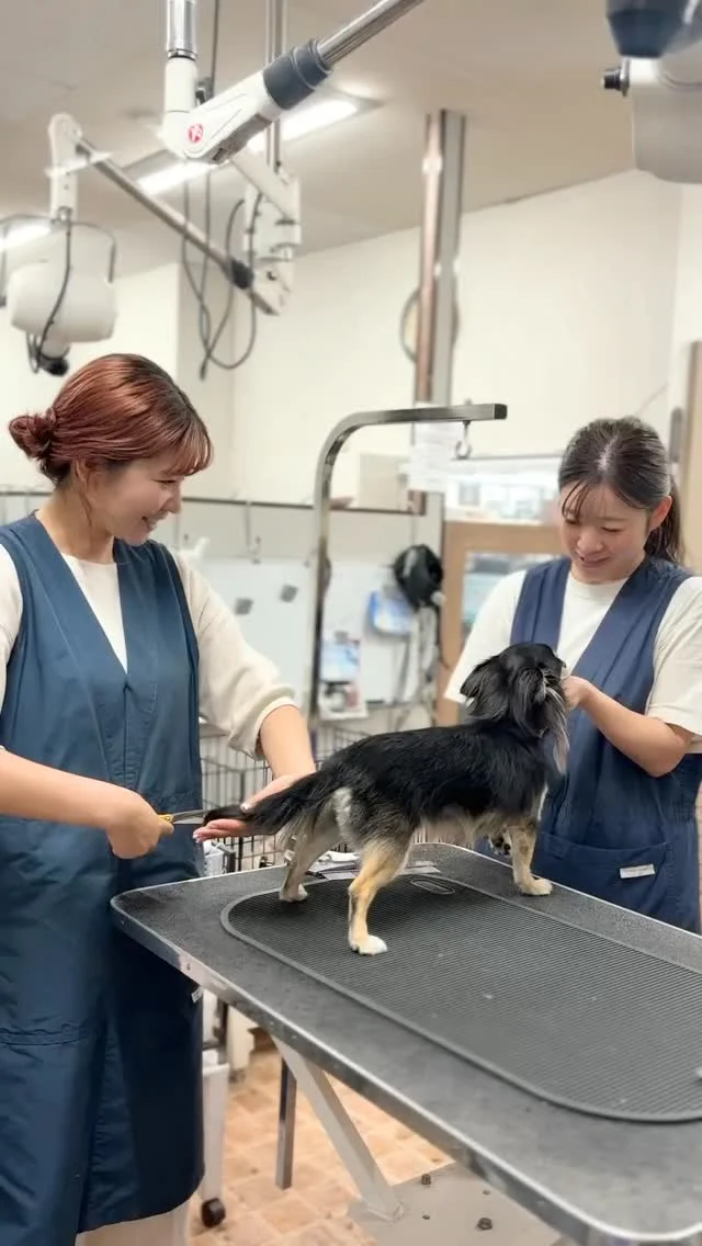 🐶
ペットサロン フェリーチェはお盆も休まず営業中♪
日中のお出かけが長くなる日は犬の幼稚園をぜひご利用ください✨
当日ご予約もOKです！

#ペットサロンフェリーチェ 
#岡山トリミング 
#犬の幼稚園 
#ペットホテル 
#お盆も休まず営業中