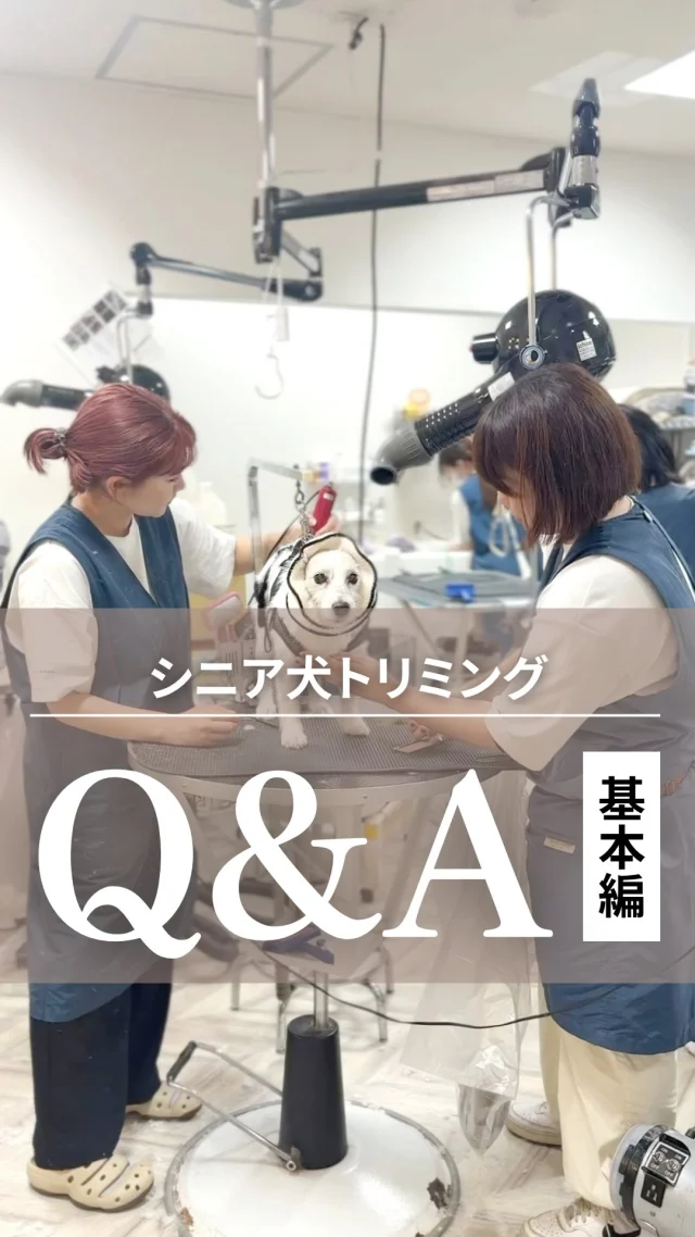 🐶
年齢を重ねても、清潔で快適に過ごしてほしい。 そんな想いから、ペットサロン フェリーチェでは
「負担をかけないトリミング」にこだわっています。

☑︎ 14歳を目安にしたシニア向けケア ☑︎ 体調や年齢に合わせた無理のない頻度 ☑︎ 二人体制で約60分、負担を減らす仕上げ

大切なのは、「できるだけ長く、安心して通えるサロン」であること。 そのために、元気なうちから少しずつ慣れておくことをおすすめしています。

次回は「不安解消編」。 シニア期のトリミングでよくある“心配ごと”についてお答えします✨

保存しておくと後で見返せます。
見逃さないようにフォローもお忘れなく！

･･─･･─･･─･･─･･─･･─･･─･･

ペットサロン フェリーチェのこだわりは
〝年齢制限のないサロン〟
ワンちゃんやネコちゃんが飼い主様と
1日でも長く過ごせるように
幼い頃から高齢になる時まで通い続けられる
サロンメニューと設備をご用意しています。

詳しくはプロフィールからHPをチェック！
▶︎福浜店 @petsalon_felice 
▶︎ラビータ店 @petsalonfelice_lavita 

･･─･･─･･─･･─･･─･･─･･─･･

最期の時まで寄り添いたい
一生通えるトリミングサロン

ペットサロン フェリーチェ
📍岡山県岡山市南区福浜町2-2
📲086-902-5560
🕐10:00～19:00／年中無休

ペットサロン フェリーチェ ラビータ店
📍岡山県岡山市北区東古松495-1
　 総合ペットショップ ラビータ東古松店内
📲086-803-2171
🕐10:00～19:00／年中無休

#シニア犬トリミング 
#岡山トリミング 
#ペットサロンフェリーチェ 
#老犬ケア