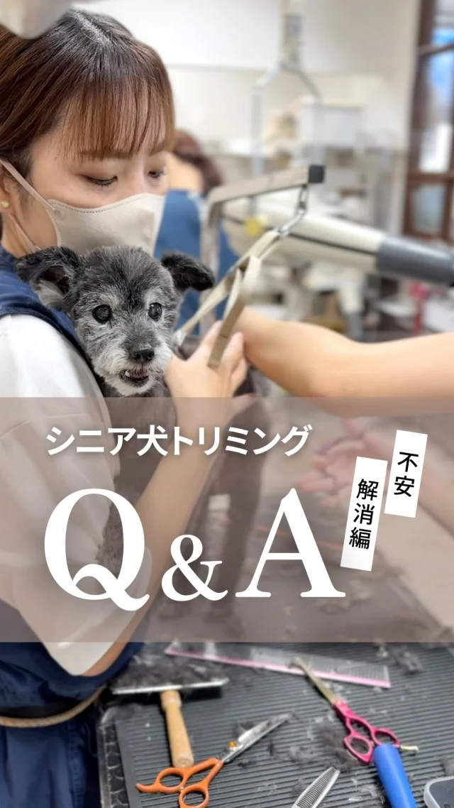 🐾
シニア犬のトリミングで、心配なことはありませんか？

フェリーチェでは二人体制での施術と、
スタッフ同士の細やかな連携で安全を守りながら
万が一に備えて、動物病院が開いている時間帯での
ご予約をお願いしています。

体調がすぐれない日は、どうか無理せずお休みください。
逆に「今日は調子が良さそう」という日には、
空きがあれば当日予約にも対応しています。

大切なのは“その子のペースで無理をしないこと”

これからも、安心して長く通っていただけるように
スタッフ全員で寄り添ってまいります。

次回は「取り組み編」
シニア犬が安心できるトリミングの工夫をお届けします。
ぜひフォローしてお待ちください✨

･･─･･─･･─･･─･･─･･─･･─･･

ペットサロン フェリーチェのこだわりは
〝年齢制限のないサロン〟
ワンちゃんやネコちゃんが飼い主様と
1日でも長く過ごせるように
幼い頃から高齢になる時まで通い続けられる
サロンメニューと設備をご用意しています。

詳しくはプロフィールからHPをチェック！
▶︎福浜店 @petsalon_felice 
▶︎ラビータ店 @petsalonfelice_lavita 

･･─･･─･･─･･─･･─･･─･･─･･

最期の時まで寄り添いたい
一生通えるトリミングサロン

ペットサロン フェリーチェ
📍岡山県岡山市南区福浜町2-2
📲086-902-5560
🕐10:00～19:00／年中無休

ペットサロン フェリーチェ ラビータ店
📍岡山県岡山市北区東古松495-1
　 総合ペットショップ ラビータ東古松店内
📲086-803-2171
🕐10:00～19:00／年中無休

#シニア犬トリミング
#岡山トリミング
#ペットサロンフェリーチェ
#老犬ケア