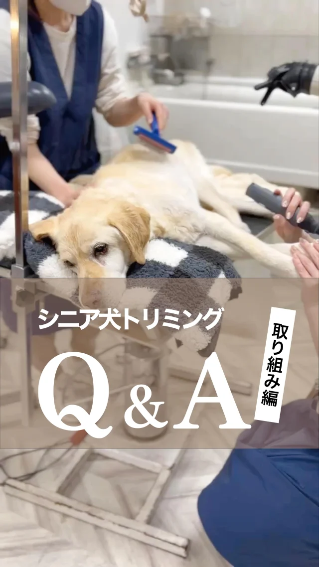🐾 
シニア犬との暮らしは、毎日が心配と愛情の連続ですよね。
特にトリミングは、体力や体調を考えると一番気がかりなケアの一つ。

今回の「取り組み編」では、そんな飼い主様の

「本当はこうしたい」
「プロはどうしてるんだろう？」

という疑問にフェリーチェのトリマーがお答えしました。

・負担を最小限にするための施術の進め方について
・愛犬にとって無理なく清潔を保てるスタイル提案について
・寝たきりの子や介助が必要な子への、当店ならではの対応について

など、シニア犬トリミングで迷いがちな判断基準を公開しています。

私たちの知識と経験が、愛犬の安全と快適さを守ります！

「基本編」「不安解消編」はプロフィールからぜひご覧ください。
不安になった時のお守り替わりに「保存」しておくと簡単に見返せます🌿

･･─･･─･･─･･─･･─･･─･･─･･

ペットサロン フェリーチェのこだわりは
〝年齢制限のないサロン〟
ワンちゃんやネコちゃんが飼い主様と
1日でも長く過ごせるように
幼い頃から高齢になる時まで通い続けられる
サロンメニューと設備をご用意しています。

詳しくはプロフィールからHPをチェック！
▶︎福浜店 @petsalon_felice 
▶︎ラビータ店 @petsalonfelice_lavita 

･･─･･─･･─･･─･･─･･─･･─･･

最期の時まで寄り添いたい
一生通えるトリミングサロン

ペットサロン フェリーチェ
📍岡山県岡山市南区福浜町2-2
📲086-902-5560
🕐10:00～19:00／年中無休

ペットサロン フェリーチェ ラビータ店
📍岡山県岡山市北区東古松495-1
　 総合ペットショップ ラビータ東古松店内
📲086-803-2171
🕐10:00～19:00／年中無休

#シニア犬トリミング
#老犬トリミング
#デイサービス
#岡山市トリミング
