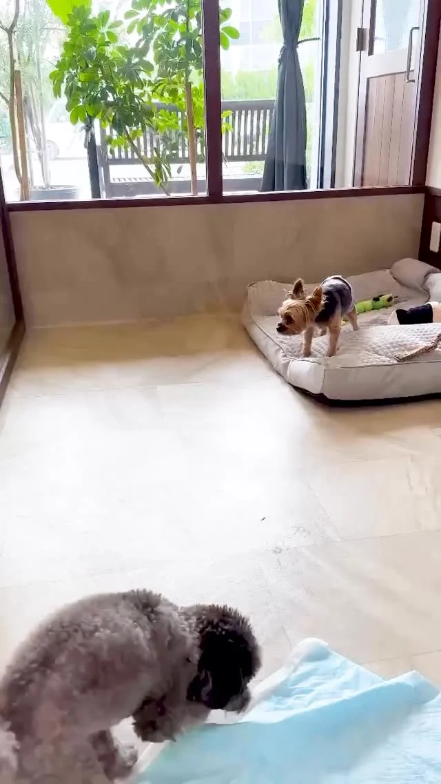 🐾 
 「お名前は？」「好きな食べ物は？」「今日は何して遊ぶ？」 
なんて会話はワンちゃんに不要！
犬同士の超高速コミュ力はいつ見ても天才的です✨

犬の幼稚園は普段大人しい子でも
気が合うワンちゃんがいれば
楽しく過ごすことができます🐶

トリミングやペットホテルとセットなら
初めての幼稚園は半額！
2回目以降はセット割引で10%OFF！

お得な回数券は
10回券で20%OFF！
20回券で30%OFF！

ぜひ遊びにきてください😊

･･─･･─･･─･･─･･─･･─･･─･･

ペットサロン フェリーチェのこだわりは
〝年齢制限のないサロン〟
ワンちゃんやネコちゃんが飼い主様と
1日でも長く過ごせるように
幼い頃から高齢になる時まで通い続けられる
サロンメニューと設備をご用意しています。

詳しくはプロフィールからHPをチェック！
▶︎福浜店 @petsalon_felice 
▶︎ラビータ店 @petsalonfelice_lavita 

･･─･･─･･─･･─･･─･･─･･─･･

最期の時まで寄り添いたい
一生通えるトリミングサロン

ペットサロン フェリーチェ
📍岡山県岡山市南区福浜町2-2
📲086-902-5560
🕐10:00～19:00／年中無休

ペットサロン フェリーチェ ラビータ店
📍岡山県岡山市北区東古松495-1
　 総合ペットショップ ラビータ東古松店内
📲086-803-2171
🕐10:00～19:00／年中無休

#犬の幼稚園
#犬の保育園
#犬友達
#デイサービス
#岡山市トリミング