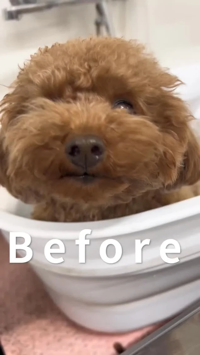 最近こんなお悩みありませんか？

・すぐにワンちゃんの匂いが気になる
・フケや乾燥が出やすい
・毛玉やもつれができやすい
・毛並みのツヤがなくなってきた

そんな子に人気なのが
ハーブパックです。

天然ハーブの力で
皮脂汚れや古い角質をやさしく洗浄。
皮膚を清潔に整えながら
被毛をコーティングするので

・ふわふわ感アップ
・毛並みのツヤアップ
・毛玉予防
・臭いの軽減

トリミング後の仕上がりも
ワンランク上のふわふわに。
「いつもより手触りが全然違う！」
と飼い主さまからも好評のメニューです。

トリミング時に
オプションで付けられるので
気になる方はスタッフまでお声かけください。

･･─･･─･･─･･─･･─･･─･･─･･

ペットサロン フェリーチェのこだわりは
〝年齢制限のないサロン〟
ワンちゃんやネコちゃんが飼い主様と
1日でも長く過ごせるように
幼い頃から高齢になる時まで通い続けられる
サロンメニューと設備をご用意しています。

詳しくはプロフィールからHPをチェック！
▶︎福浜店 @petsalon_felice
▶︎ラビータ店 @petsalonfelice_lavita
▶︎倉敷店 @petsalonfelice_kurashiki

･･─･･─･･─･･─･･─･･─･･─･･

ペットサロン フェリーチェ
📍岡山県岡山市南区福浜町2-2
📲086-902-5560
🕐10:00～19:00／年中無休

ペットサロン フェリーチェ ラビータ店
📍岡山県岡山市北区東古松495-1
　 総合ペットショップ ラビータ東古松店内
📲086-803-2171
🕐10:00～19:00／年中無休

ペットサロン フェリーチェ 倉敷店
📍岡山県倉敷市東富井877-7
📲086-476-5562（準備中）
🕐10:00～19:00／年中無休