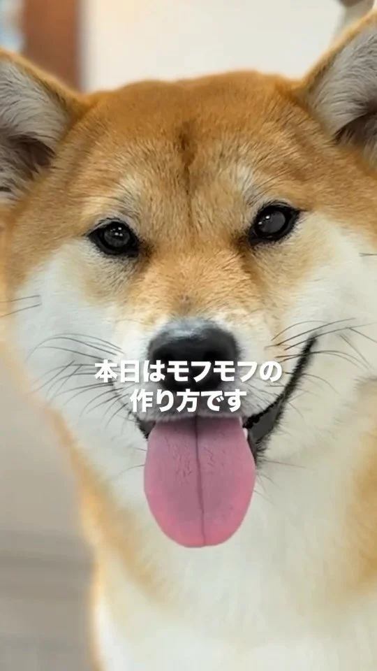 柴犬の抜け毛、すごくないですか？
換毛期になると
ブラッシングしても
次から次へと抜けてくる柴犬さん。
シャンプーでしっかり汚れと抜け毛を落とすと
スッキリふわふわに。

フェリーチェのシャンプーセットには
爪切り・耳掃除・肛門腺絞りも含まれています。

▶︎抜け毛ケア
▶︎皮脂汚れリセット
▶︎においスッキリ

定期的なシャンプーは
これらの効果だけでなく
皮膚トラブル予防にもつながります。

オプションで
レーキングケアも用意しているので
抜け毛対策をしっかりしたいという飼い主様は
ぜひご利用ください🐶

･･─･･─･･─･･─･･─･･─･･─･･

ペットサロン フェリーチェのこだわりは
〝年齢制限のないサロン〟
ワンちゃんやネコちゃんが飼い主様と
1日でも長く過ごせるように
幼い頃から高齢になる時まで通い続けられる
サロンメニューと設備をご用意しています。

詳しくはプロフィールからHPをチェック！
▶︎福浜店 @petsalon_felice
▶︎ラビータ店 @petsalonfelice_lavita
▶︎倉敷店 @petsalonfelice_kurashiki

･･─･･─･･─･･─･･─･･─･･─･･

ペットサロン フェリーチェ
📍岡山県岡山市南区福浜町2-2
📲086-902-5560
🕐10:00～19:00／年中無休

ペットサロン フェリーチェ ラビータ店
📍岡山県岡山市北区東古松495-1
　 総合ペットショップ ラビータ東古松店内
📲086-803-2171
🕐10:00～19:00／年中無休

ペットサロン フェリーチェ 倉敷店
📍岡山県倉敷市東富井877-7
📲086-476-5562（準備中）
🕐10:00～19:00／年中無休