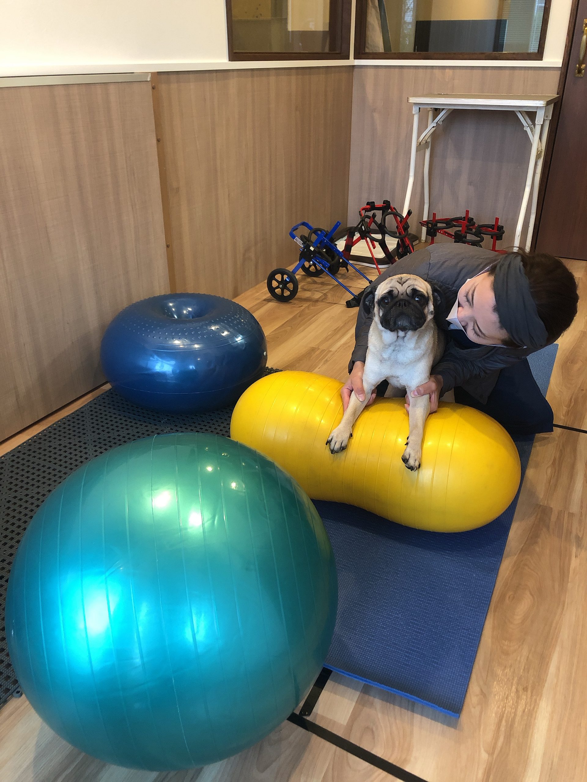 バランスボールを使ったシニア犬の筋肉トレーニング