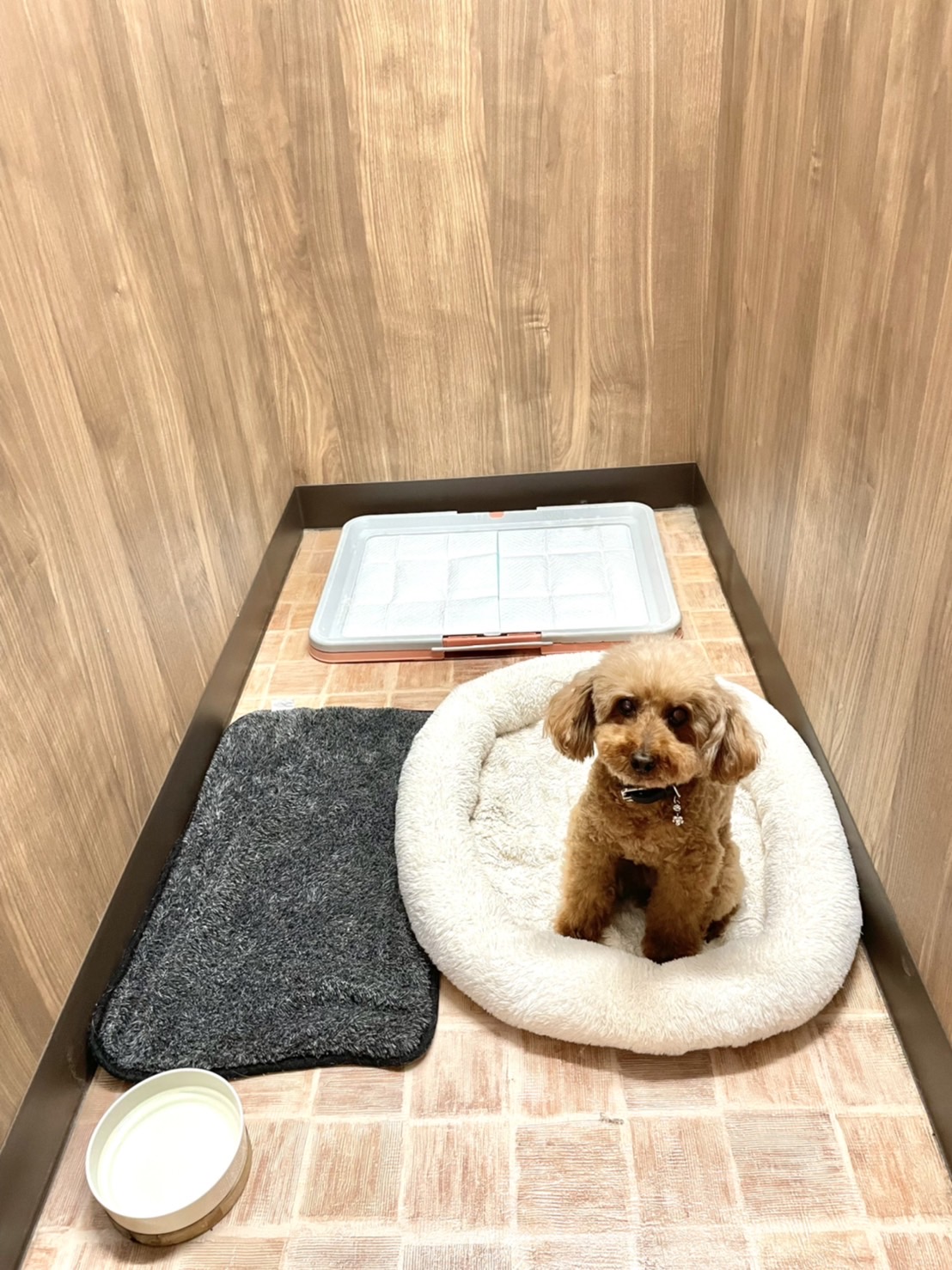 フェリーチェ ラビータ店ペットホテルVIPルーム(小)